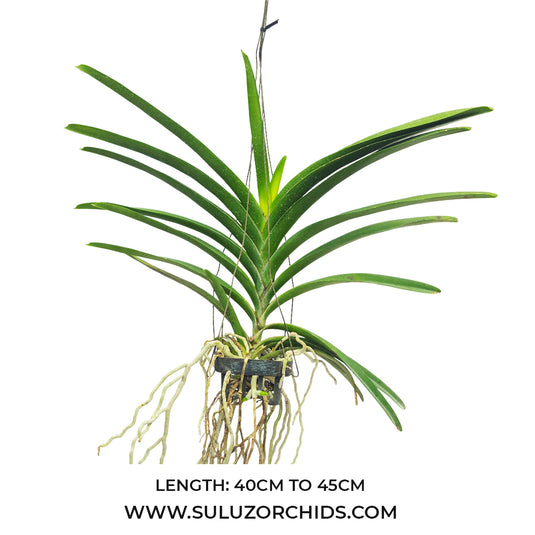 Vanda Orchid Red Maroon # 1193 Mature - Ready To Flower