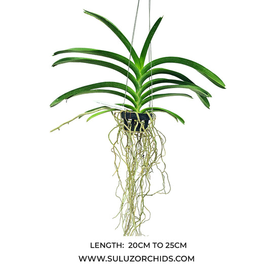 Vanda Orchid (Renu Gold x Fantastic Fanfare) #442 Mature - Ready To Flower