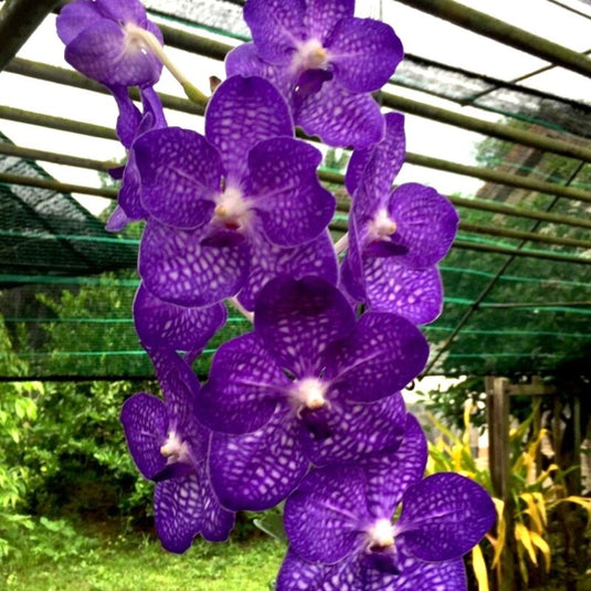 Vanda Orchid Plant - Sawita Blue Mature