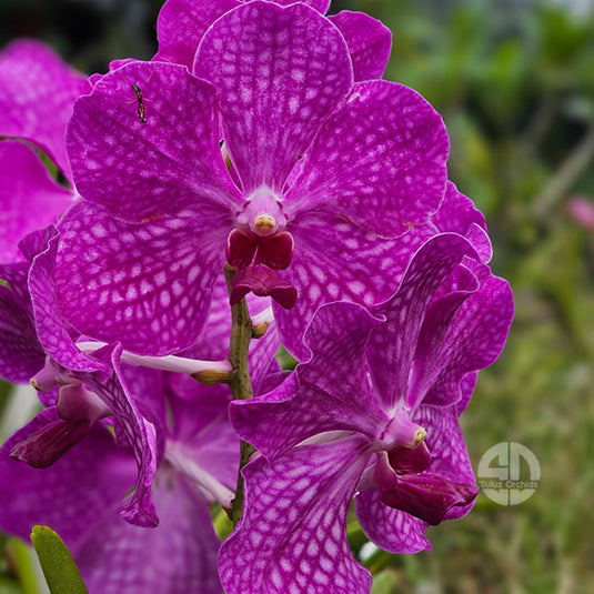Terete Vanda Orchid purple flower Velthuis Hill Rose Red