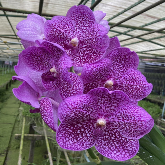 Vanda Orchid Suantaeng Mature - Ready To Flower