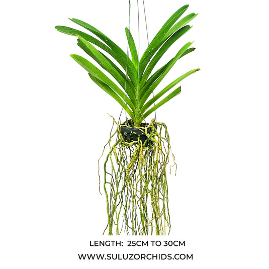 Vanda Orchid Suantaeng Mature - Ready To Flower