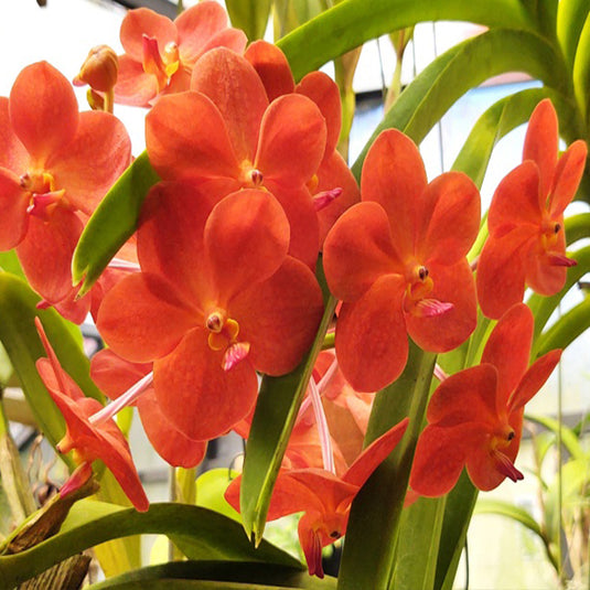 Vanda Orchid Plant - Suksamran Gold x Yip Sum Wah Mature