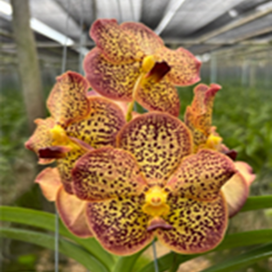 Vanda Orchid Syizack Sunshine Mature - Ready To Flower