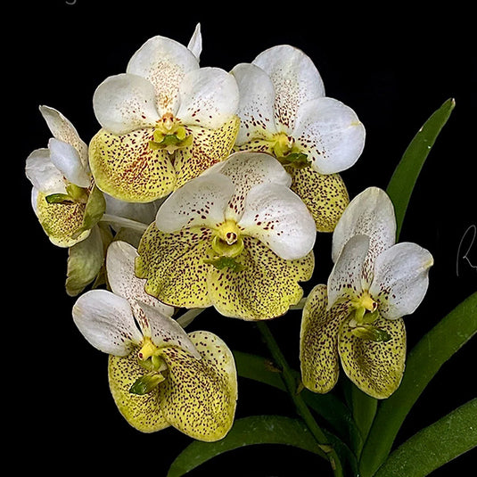 Vanda Orchid Plant - Thanchai Gold x Udom Gold Mature