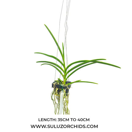 Vanda Orchid (Tristar Gold x Luisa. thailandica) Mature - Ready To Flower