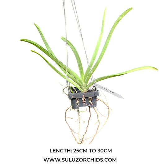 Vanda Orchid Two Tone Mature Plant