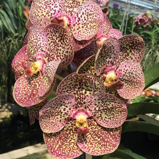 Vanda Orchid (Gordon Dillon x Chao Phaya ) # 453 Mature - Ready To Flower