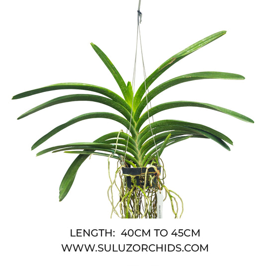 Vanda Orchid V.Kultana Violet #96 Mature - Ready To Flower