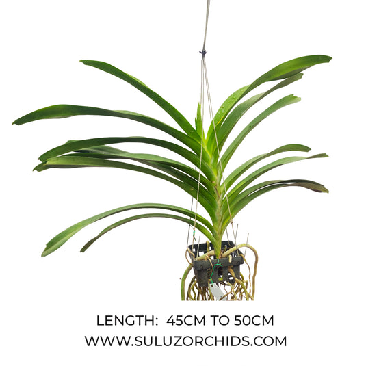 Vanda Orchid V.Pure's Wax Pink 'Ple' Mature - Ready To Flower