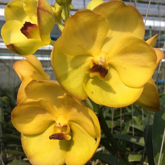 Yellow Vanda Orchid Flower