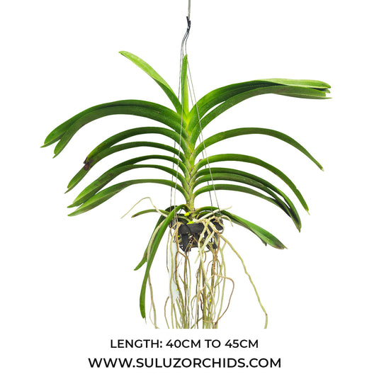 Vanda Orchid (Varut Leopard x Kulvadee Fragrant)# 692 Mature - Ready To Flower