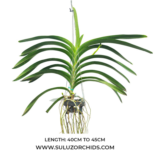 Vanda Orchid (Varut Leopard x Kulvadee Fragrant)# 721 Mature - Ready To Flower