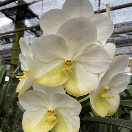 Vanda Orchid (Varuth Leopard x Nopporn Golden Dream) #703 Mature - Ready To Flower