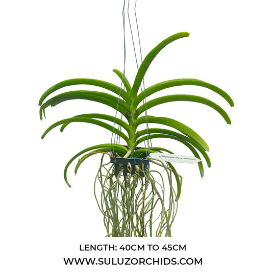 Vanda Orchid Vasco Crownfox x Red Gem x Ascocenda Peggy Foo Mature - Ready To Flower