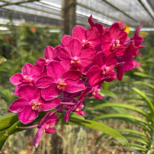 Vanda Orchid Vasco Crownfox x Red Gem x Ascocenda Peggy Foo Mature - Ready To Flower