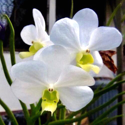 Vanda Orchid Plant - Vetuis x Vanda Adisak Seedling