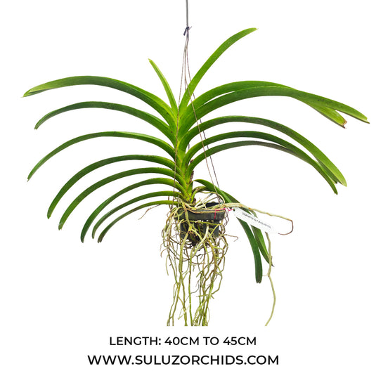 Vanda Orchid (Virat x Dr.Anek) #565 Mature - Ready To Flower