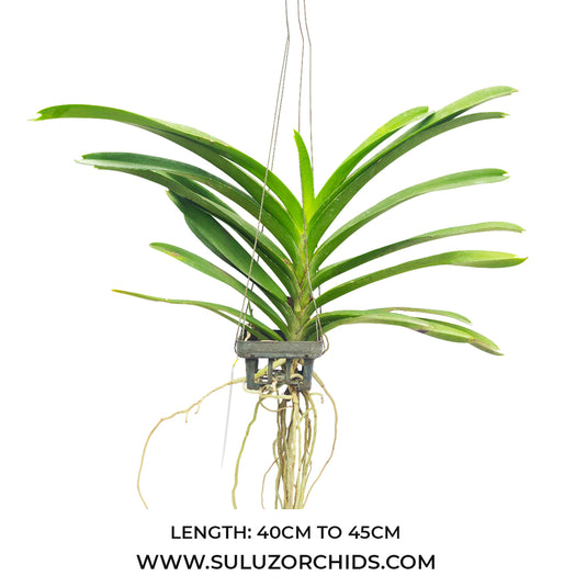 Vanda Orchid (Wilas x Dr.Anek) #647 Mature - Ready To Flower