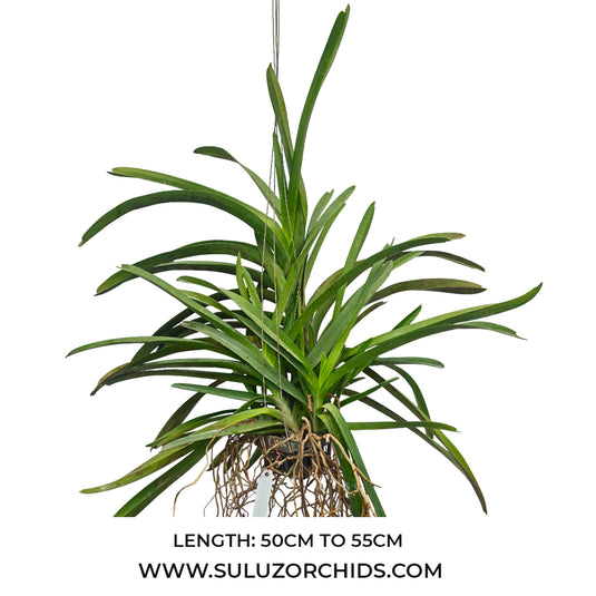 Vanda Orchid Yellow Butterfly # 466 Mature - Ready To Flower