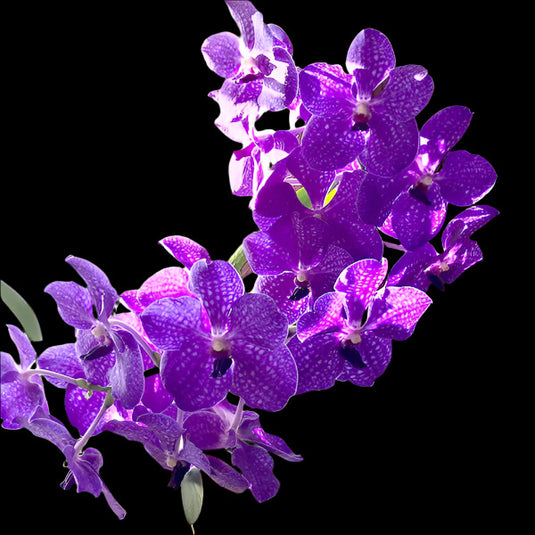 Vanda Orchid Pachara Delight Light Purple Mature
