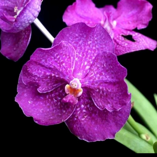 Vanda Orchid Pakching Blue Mature