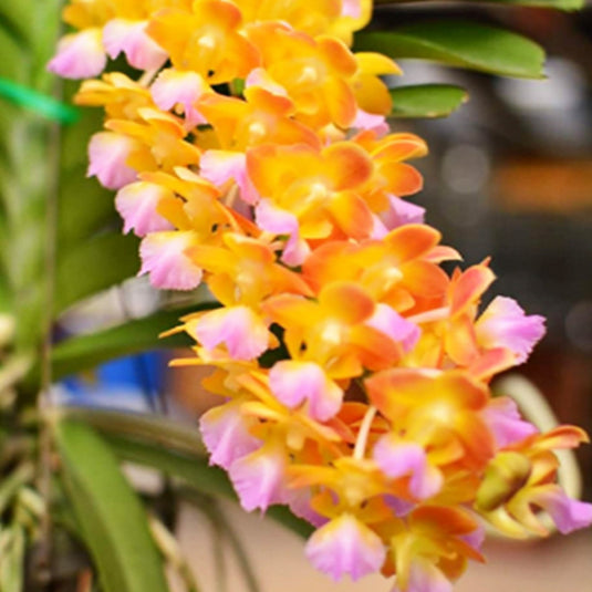 Vanda Orchid Perreiraara Bangkok Star - Ready To Flower