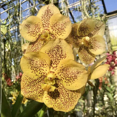 Vanda Orchid Phra Prathom Gold New Mature