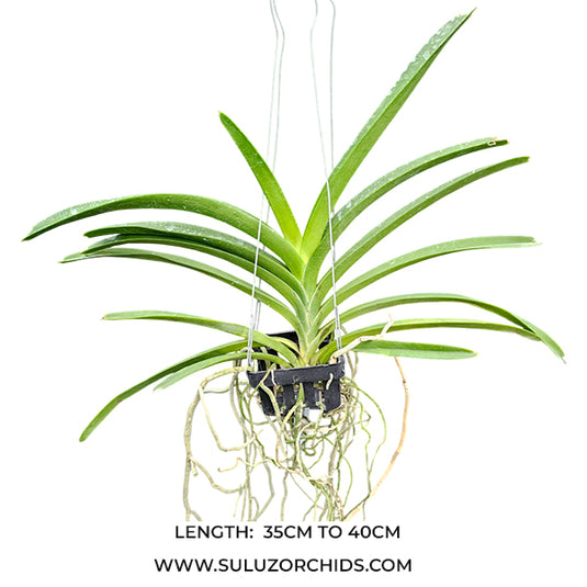 Vanda Orchid Predo Bonetti 'Bai' Mature