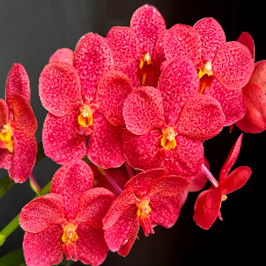 Vanda Orchid Predo Bonetti 'Bai' Mature