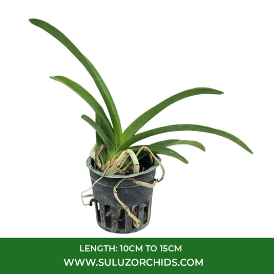 Vanda Orchid Plant - Predo Bonetti 'Jairak' Seedling