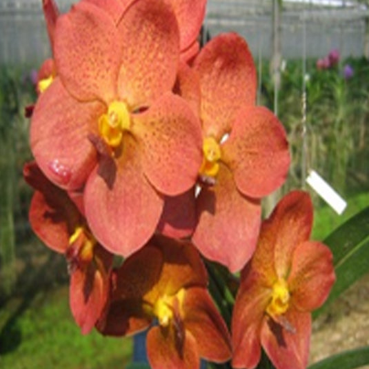 Vanda Orchid Plant - Predo Bonetti 'Jairak' Seedling