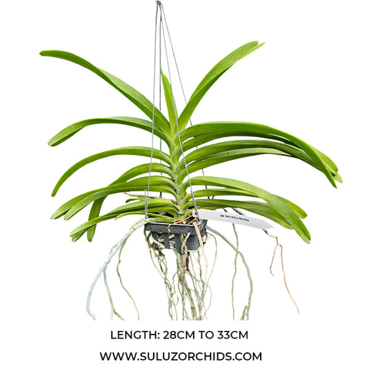 Vanda Orchid Prra Suwannaphum Sunshine Bangkok Sunset x V M V Tannins SWN 521 #3 mature plant with long strap-like green leaves