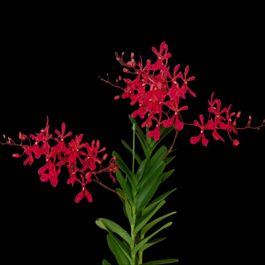 Renanthera Philippinensis Rare Exotic Orchid