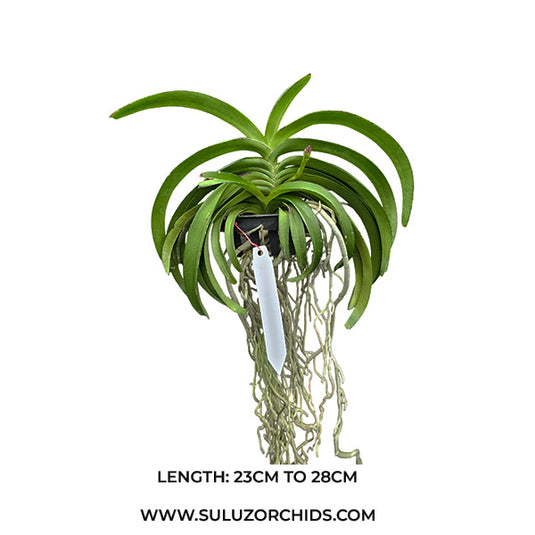 Vanda Orchid Rhychostylis Coelestis Pink (hyb.no.7) Mature