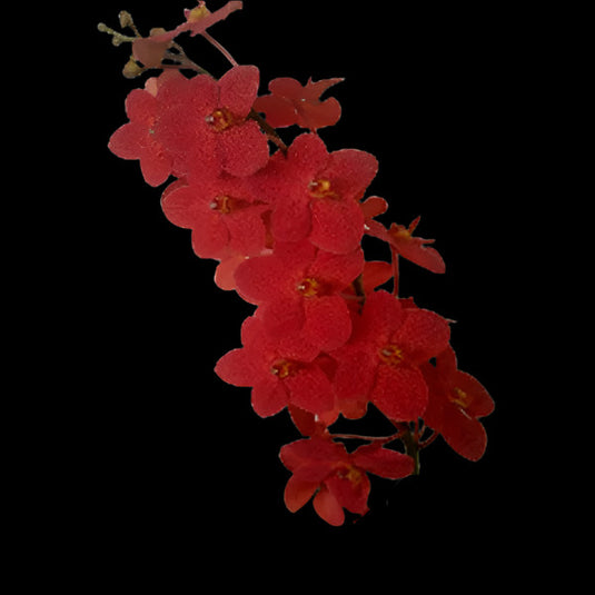 Vanda Orchid V.Roll on Red x Kagawara Christie Low Mature