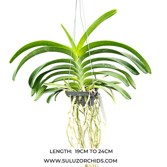 Vanda Orchid Sampoy Hybrid Yellow Mature