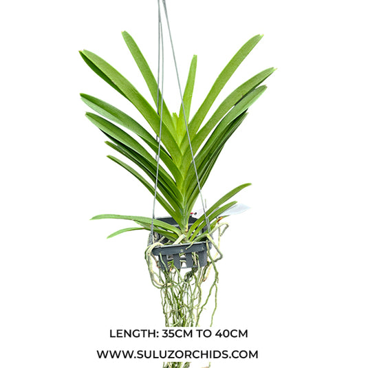 Vanda Orchid Sanderiana Hybrid Mature
