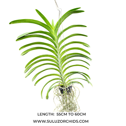 Vanda Orchid Vanda Siriporn Pink 'Pracha' Mature