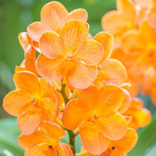 Vanda Orchid Plant - Siriwan Mature