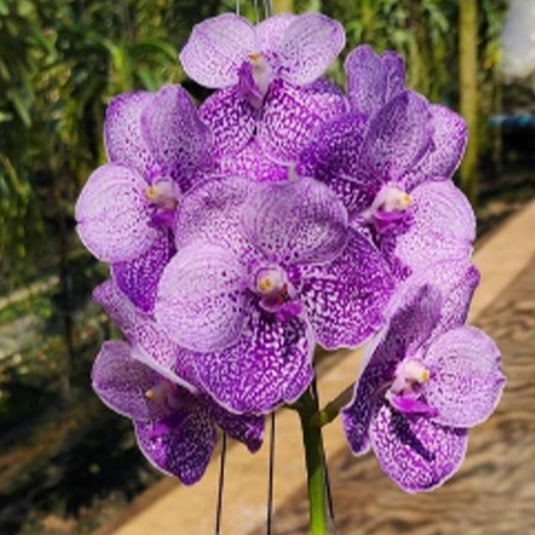 Vanda Orchid Vanda (Somsri Blue Classic x Chulee) Mature - Ready To Flower