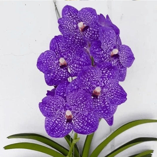 Vanda Orchid Plant - Somsri Glory Blue Seedling