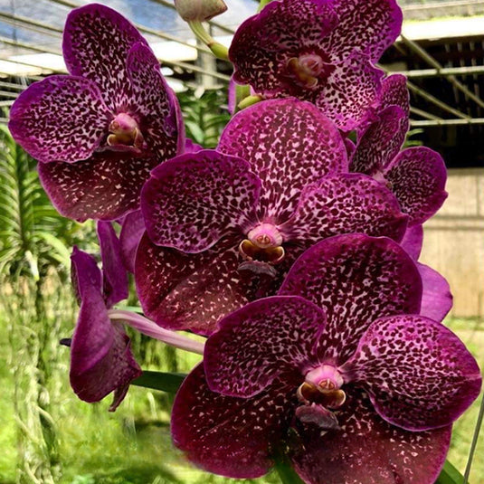 Vanda Orchid Somsri Pink x Kulvadee Fragrance Mature