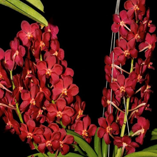 Vanda Orchid Plant - Sweet Pea Mature