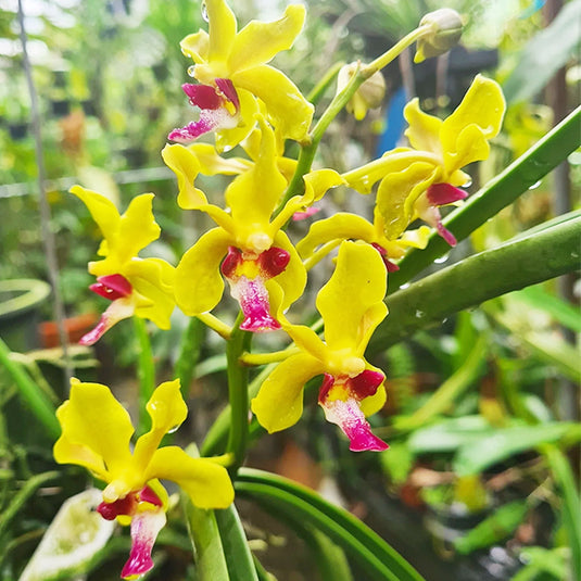 Vanda Sweetera Wong Yit Hoe Rare Exotic Orchid