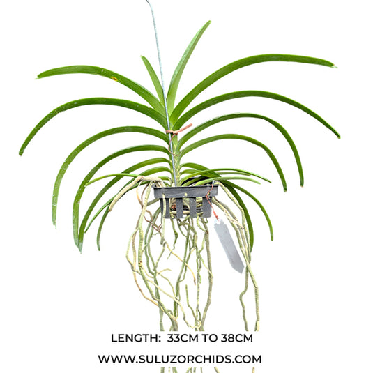 Vanda Orchid Tessallata (Hybrids) Mature