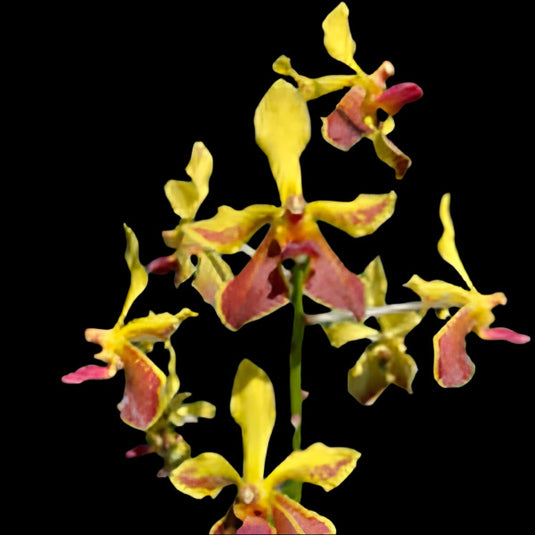 Vanda Orchid Tessallata (Hybrids) Mature