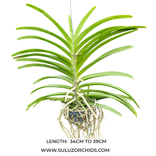 Vanda Orchid Tessallata x Suwannaphum Sunshine Mature