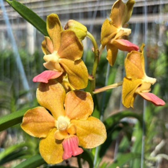 Vanda Orchid Tessellata x Memoria Tianchai Mature