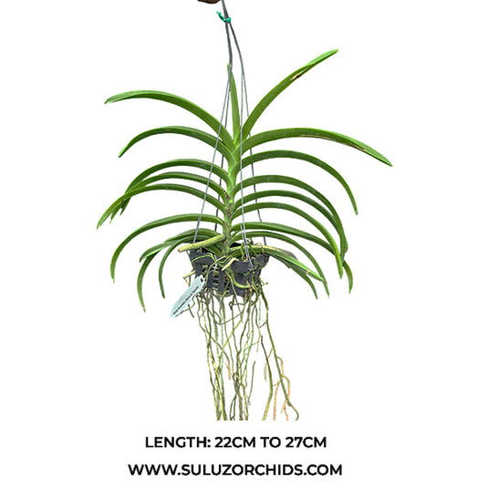 Vanda Orchid Tessellata x Memoria Tianchai Mature